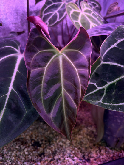 Anthurium besseae aff. #8
