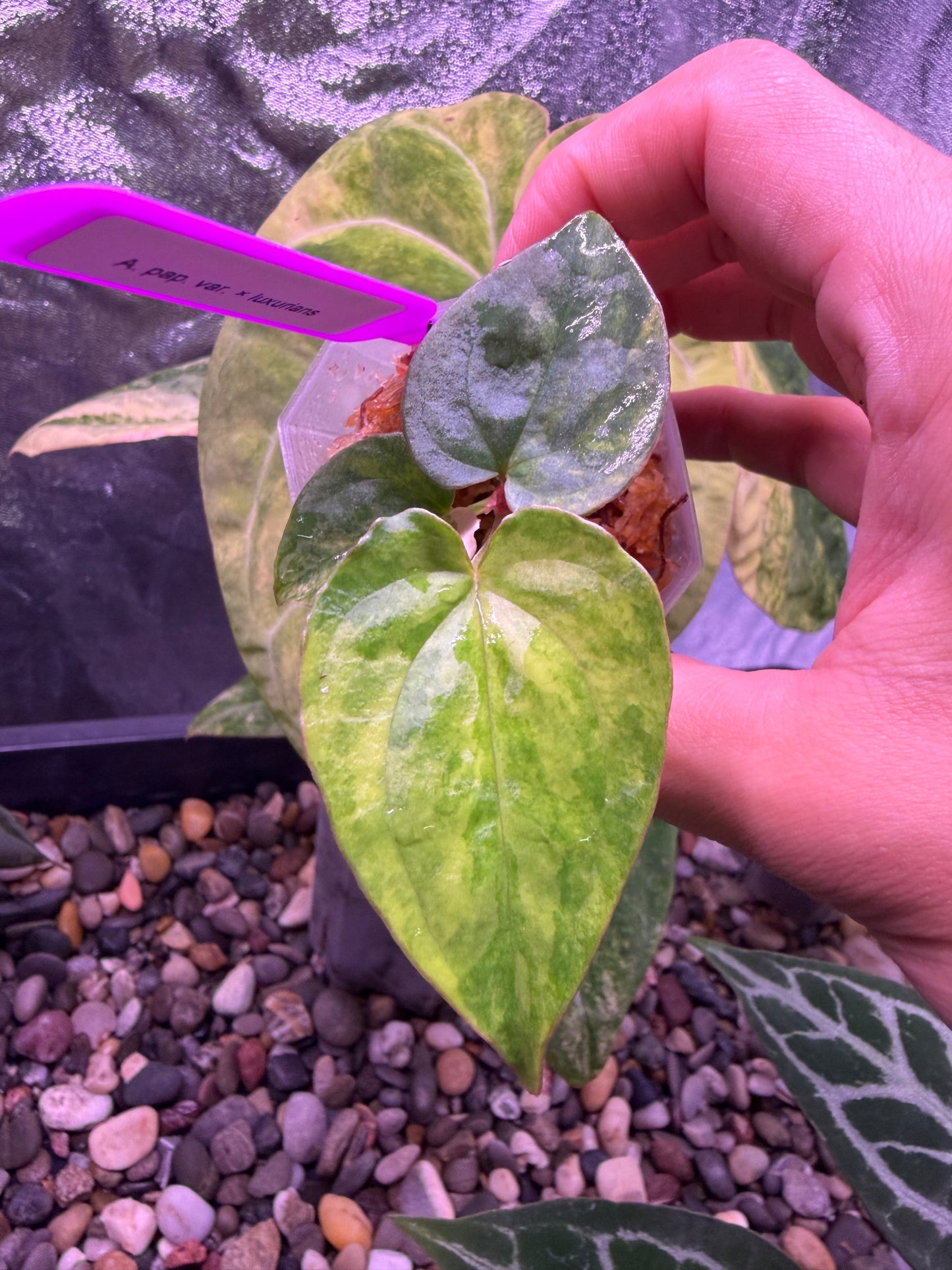 Anthurium papillilaminum var. × luxurians