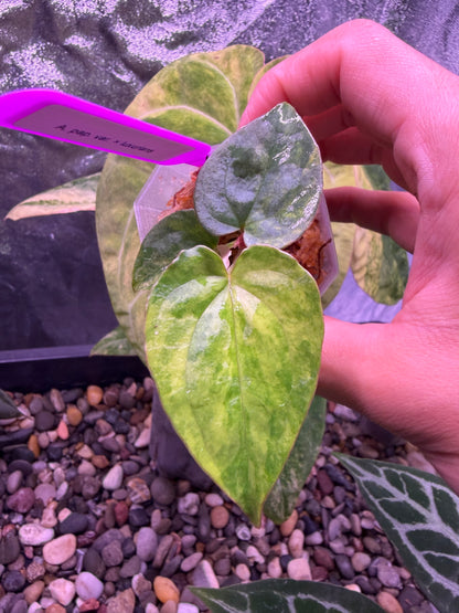 Anthurium papillilaminum var. × luxurians