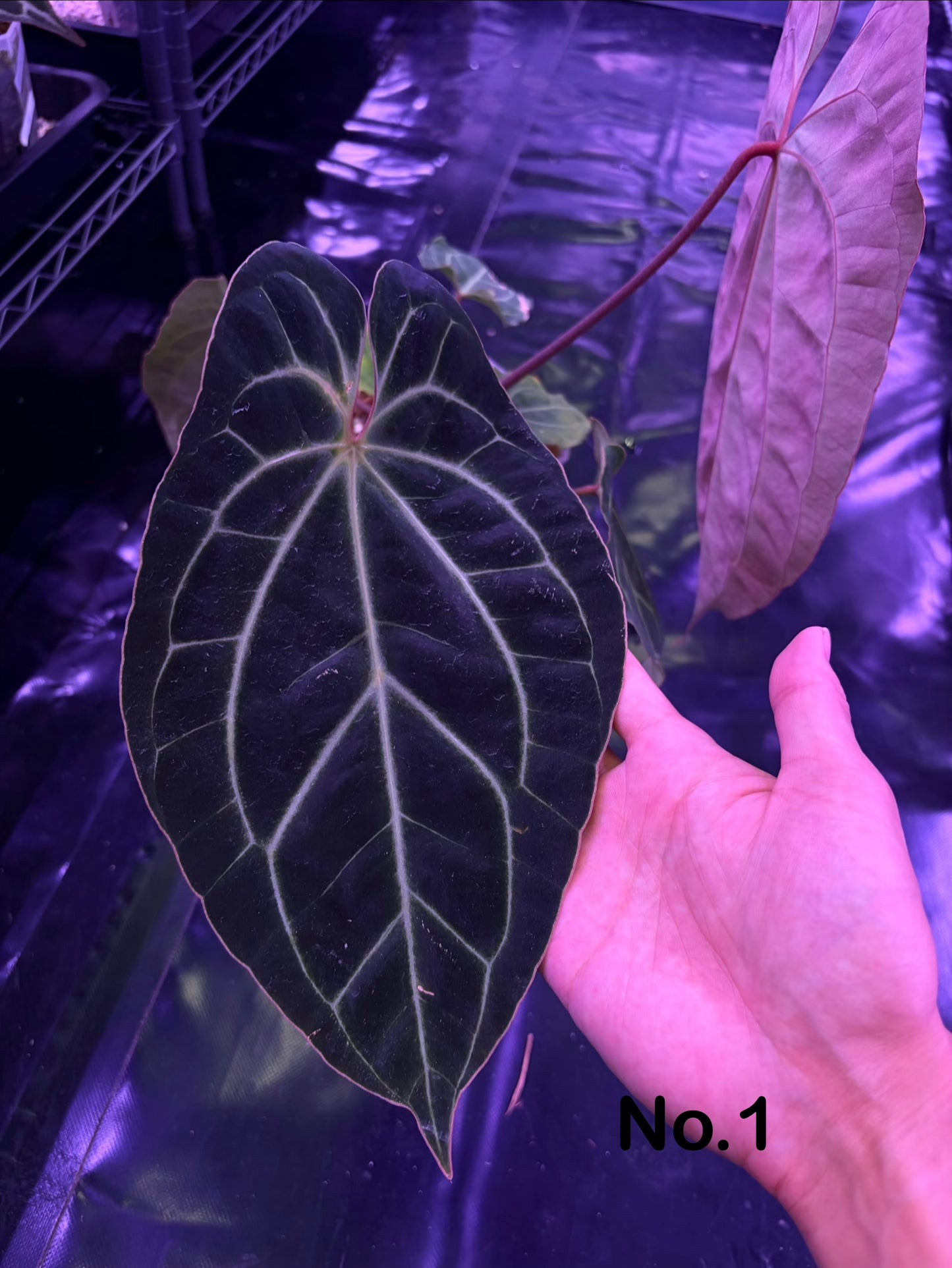 Anthurium besseae aff.