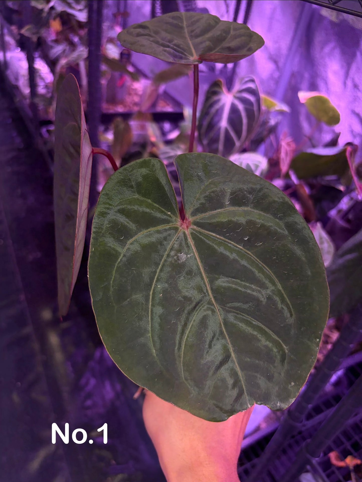 Anthurium hoffmannii ‘Bloodmoon’
