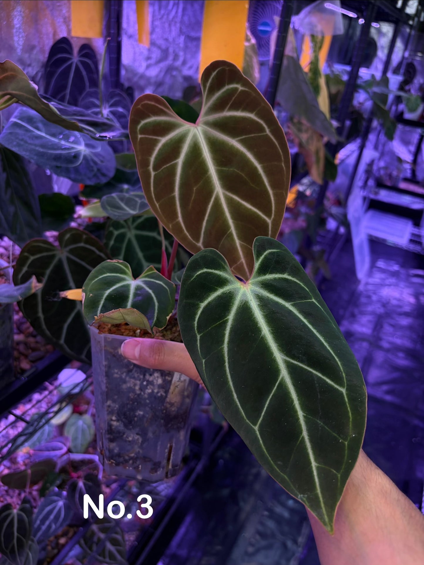 Anthurium besseae aff.