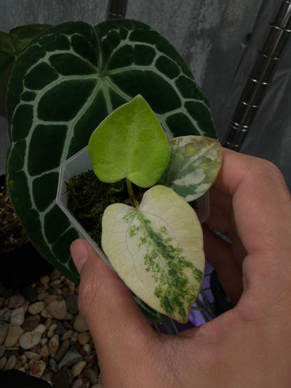 Anthurium papillilaminum var. × ‘Red Crystallinum’ [Tezula]