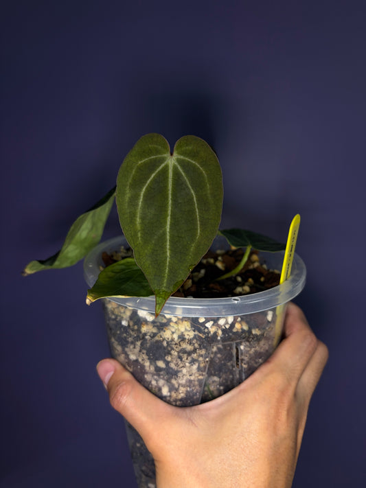Anthurium ‘Michelle’ ‘1’ × ‘Black widow’ ‘13’ #1 - clone