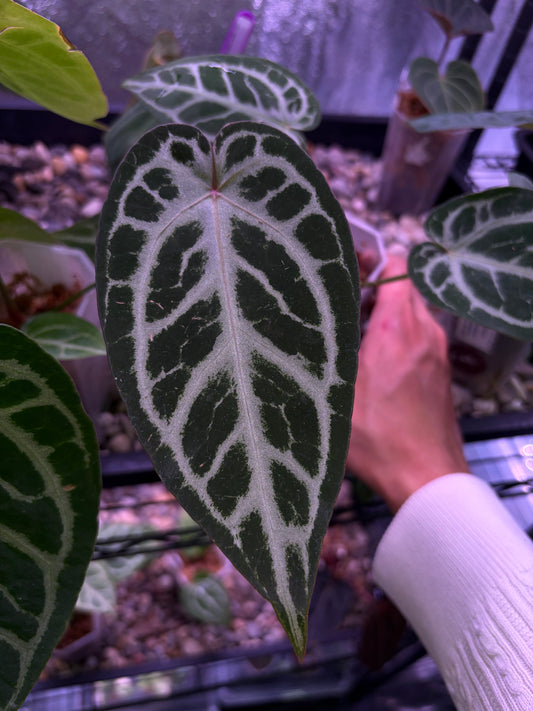 Anthurium King of Spades × Red Crystallinum (HU × RC)