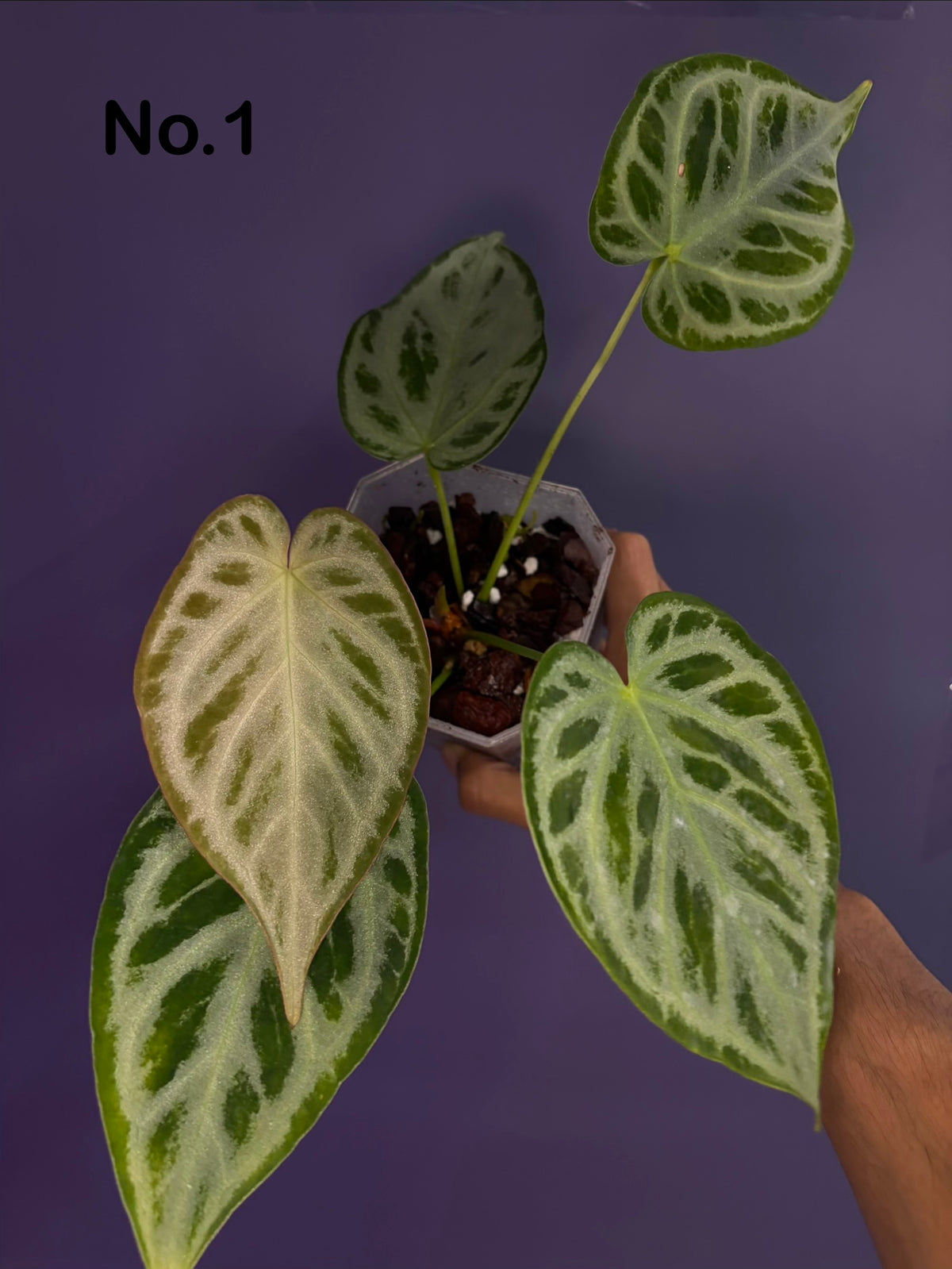 Anthurium Silver blush (selected)