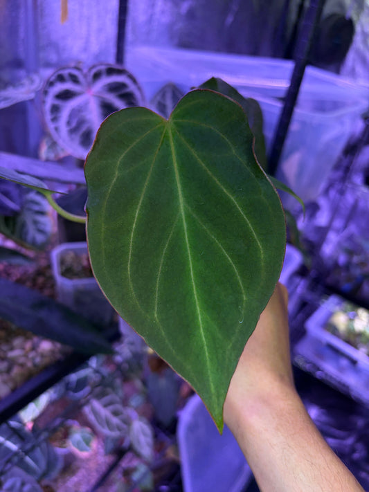Anthurium King of Spades (KOS)/HU mutated