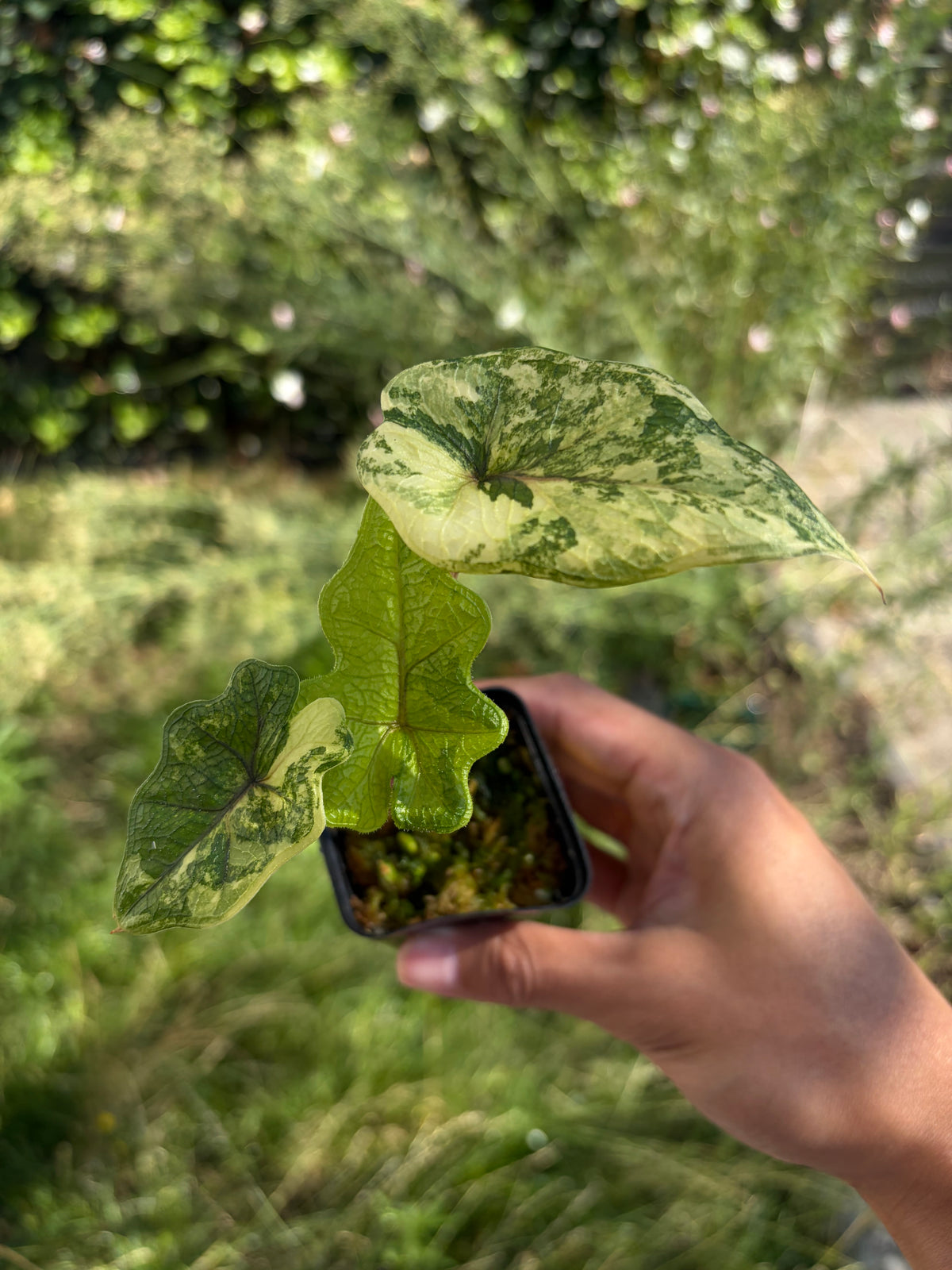 Alocasia Jacklyn variegata