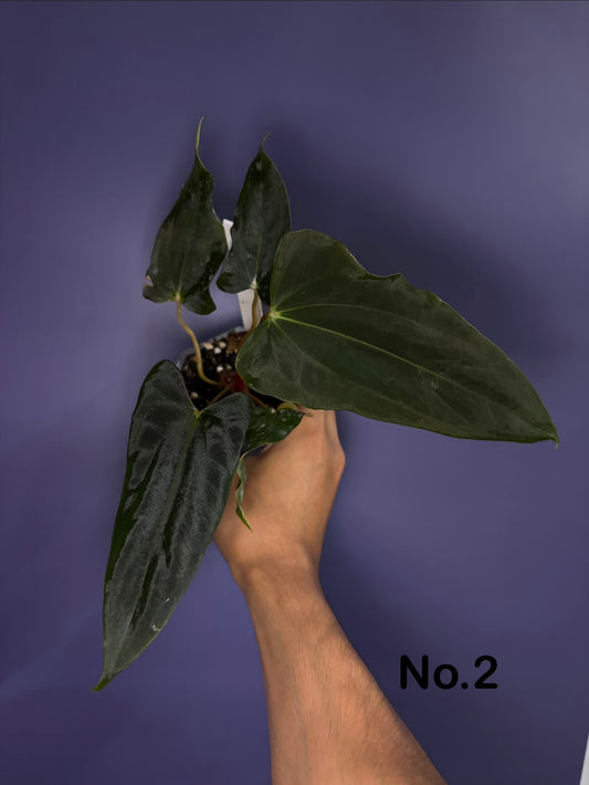 Anthurium BVEP (OG1 × RA1)