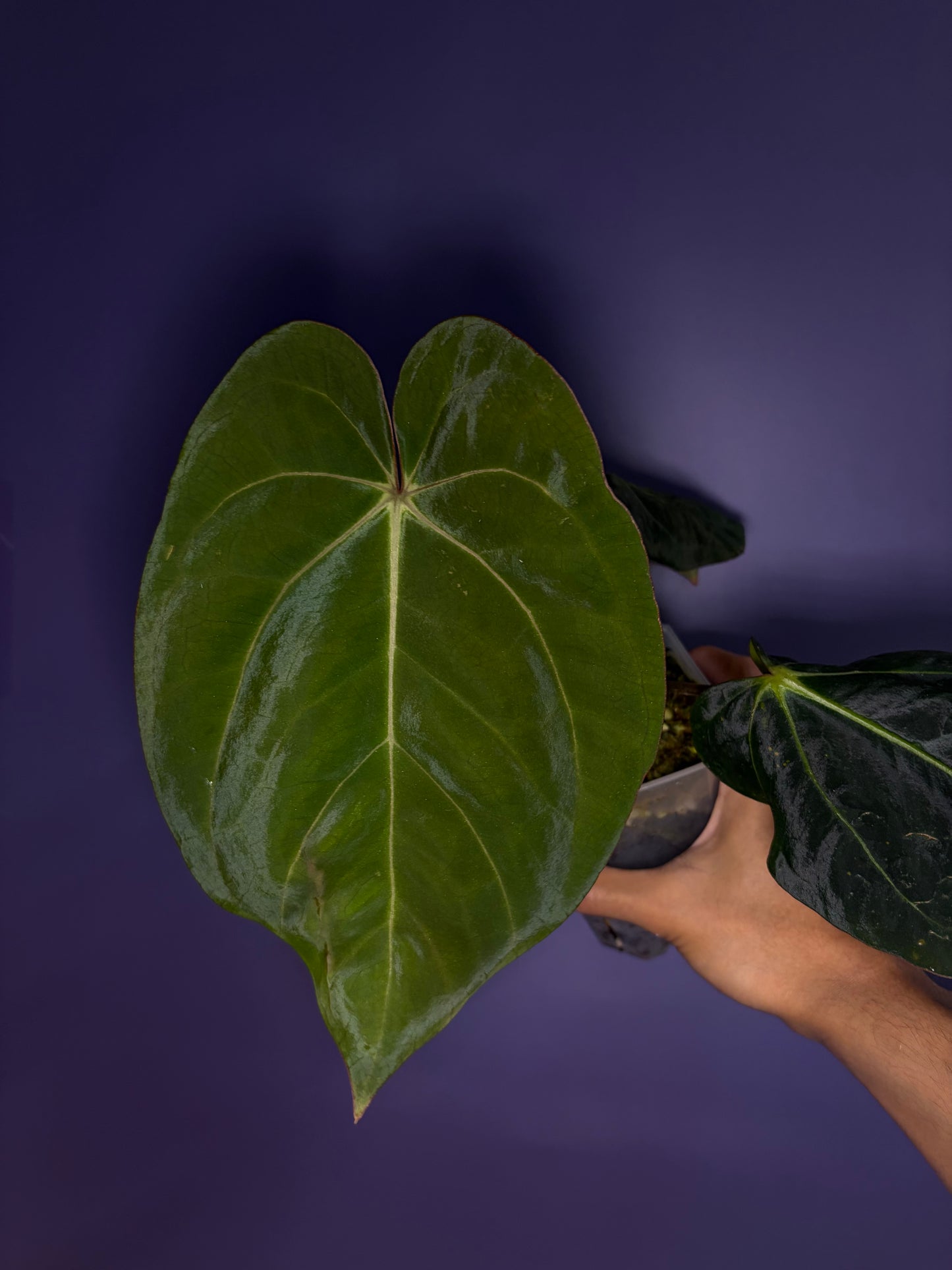 Anthurium Eastern Dressleri × Carlablackiae