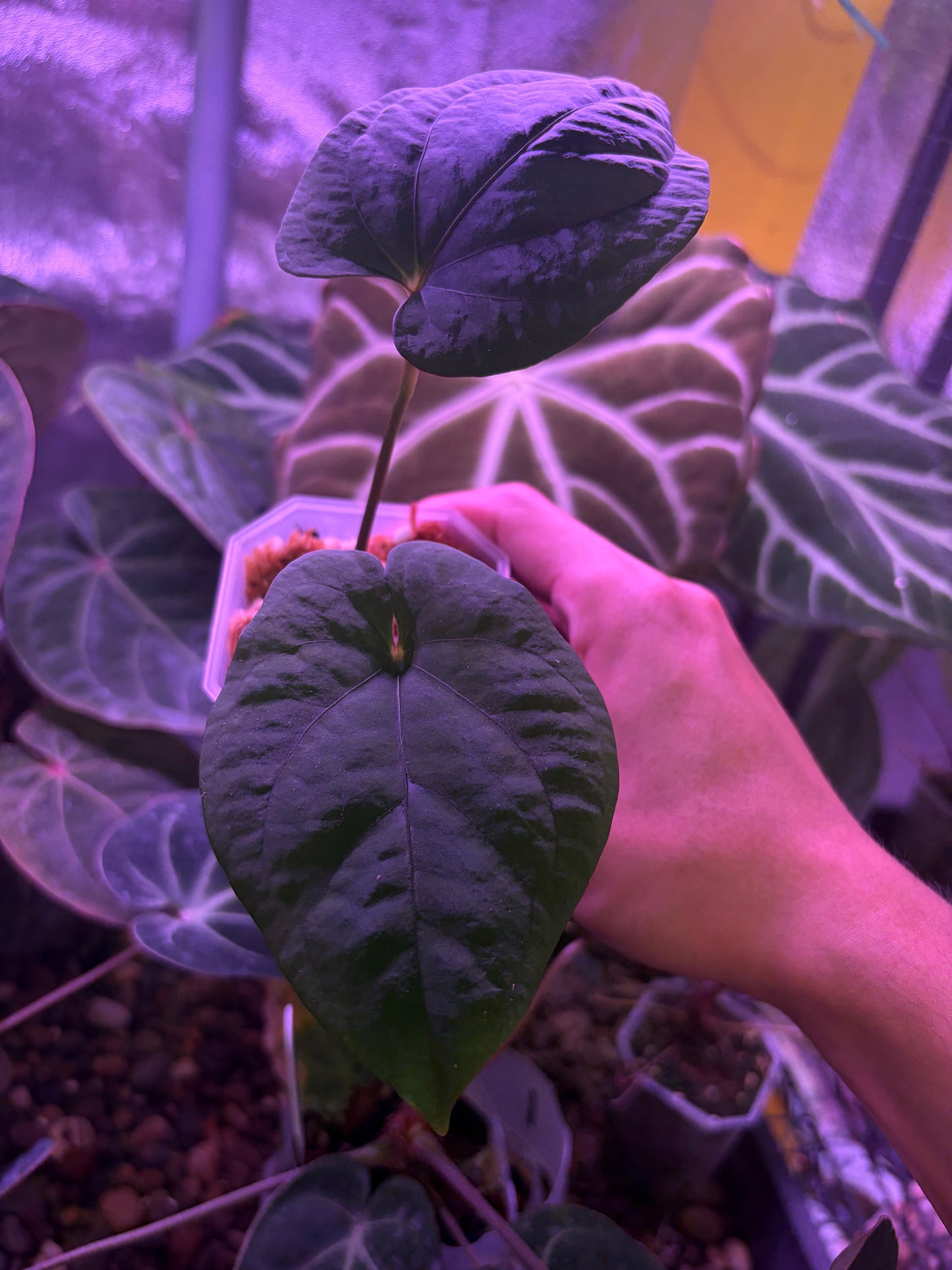 Anthurium ‘Red Vein Dark Phoenix’ × kunayalense