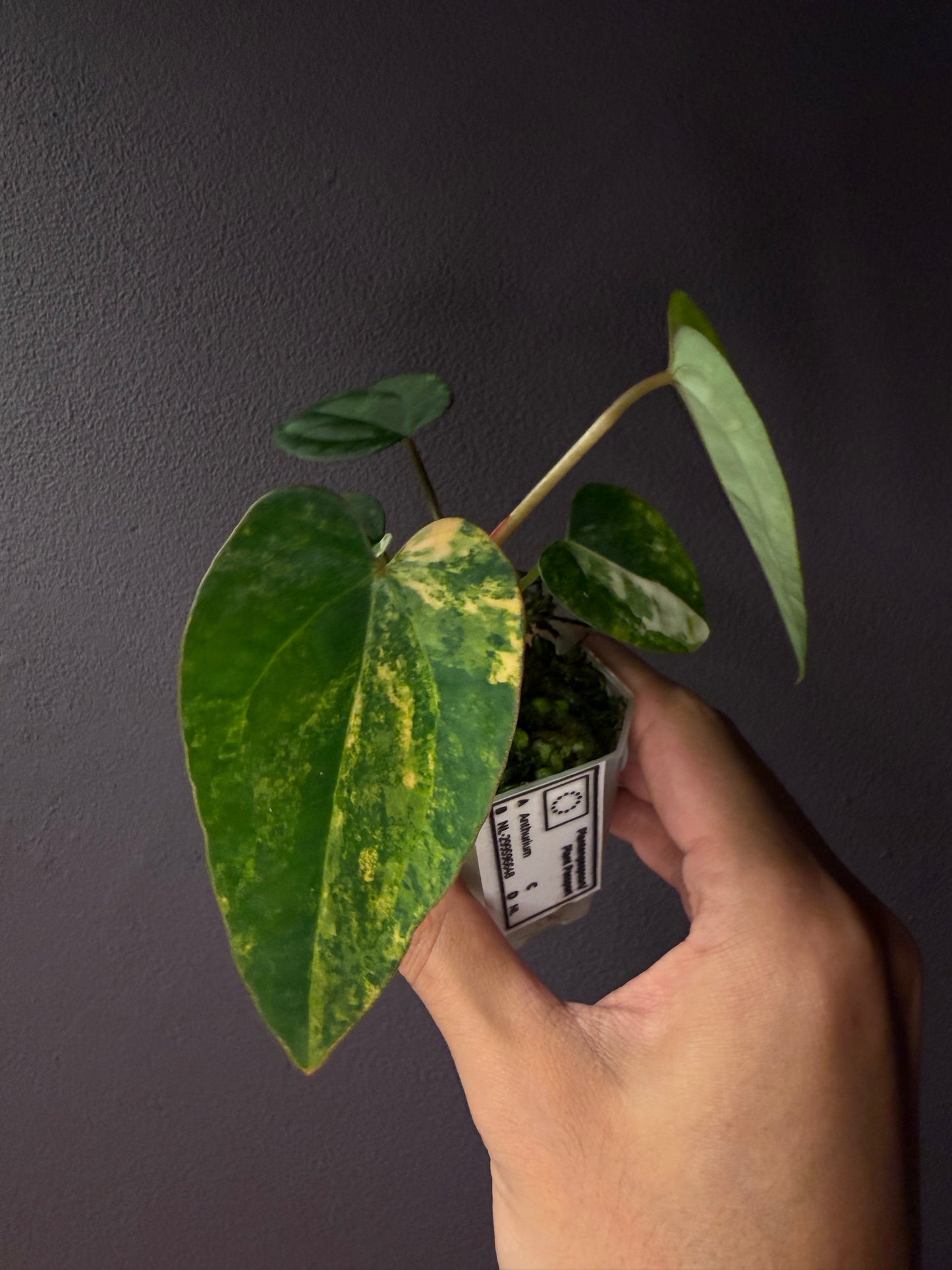 Anthurium papillilaminum var. × ‘Red Crystallinum’ [Tezula]
