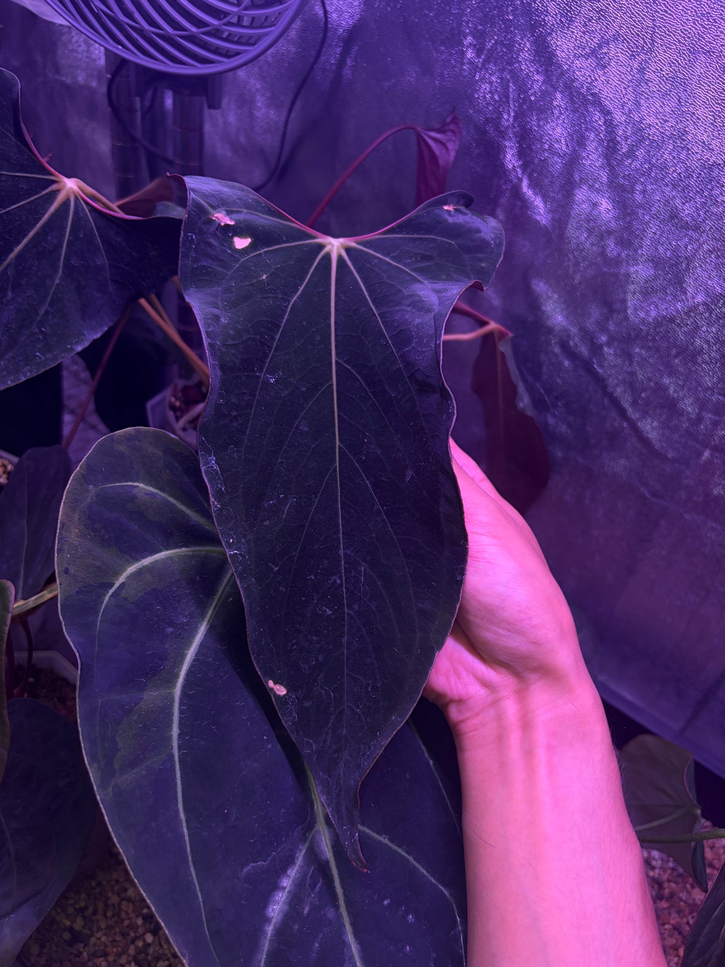 Anthurium papilliaminum 'Ralph Lynam' S1 #2