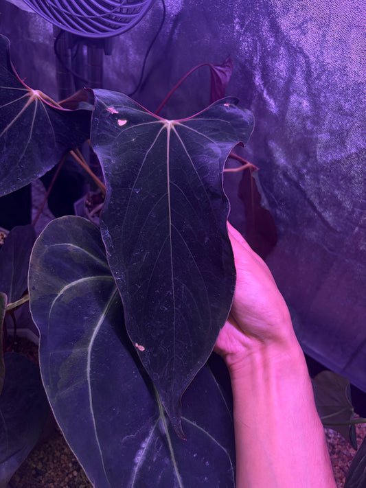 Anthurium papilliaminum 'Ralph Lynam' S1 #2