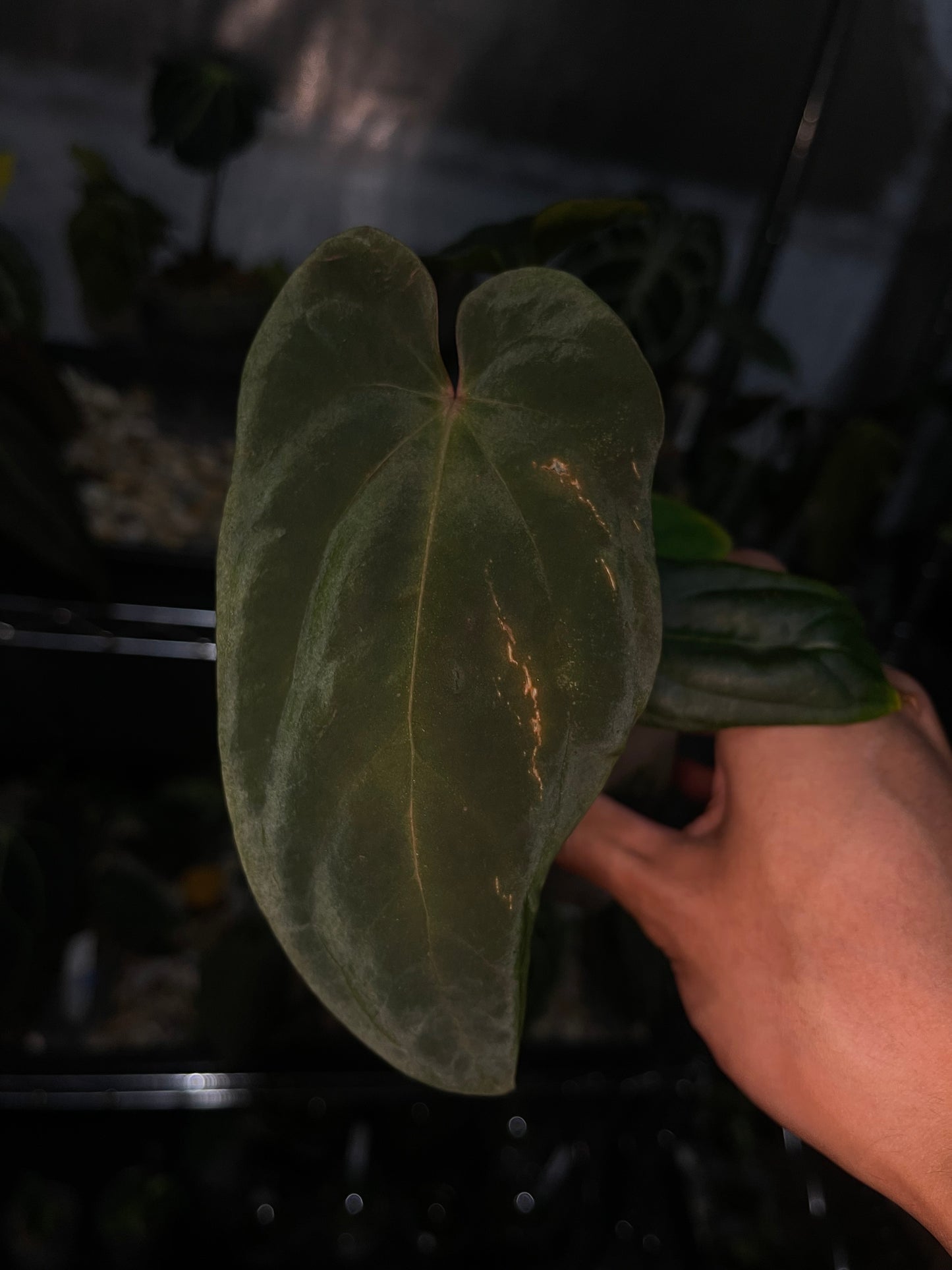 Anthurium Antolakii/BVEP (Scott × Tezula)