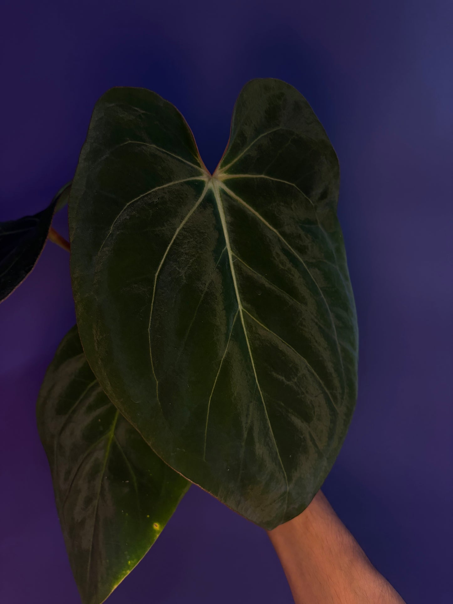 Anthurium Eastern Dressleri × Carlablackiae