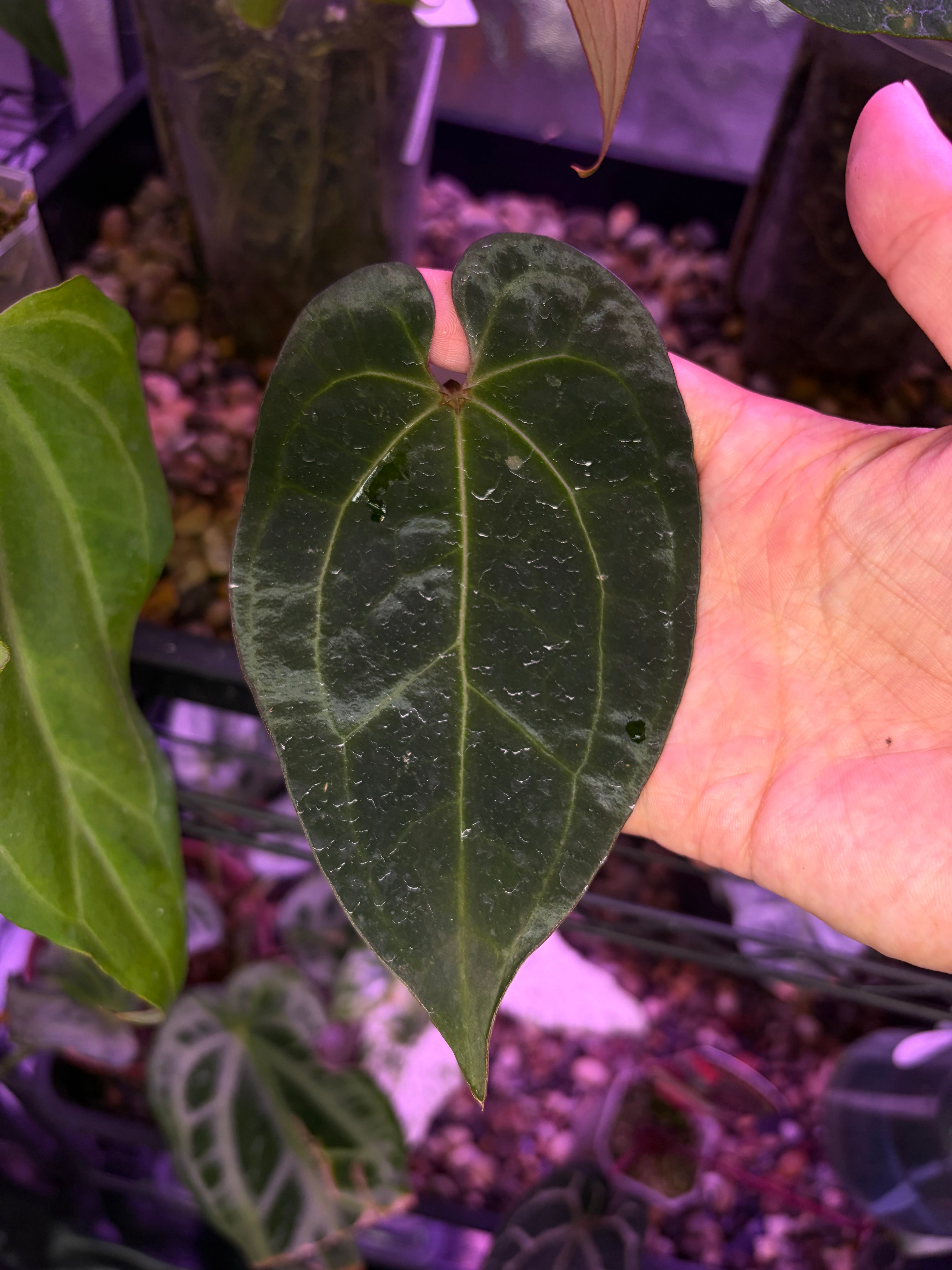 Anthurium Ace of spades (DF × DF) - clone – Secret Foliage