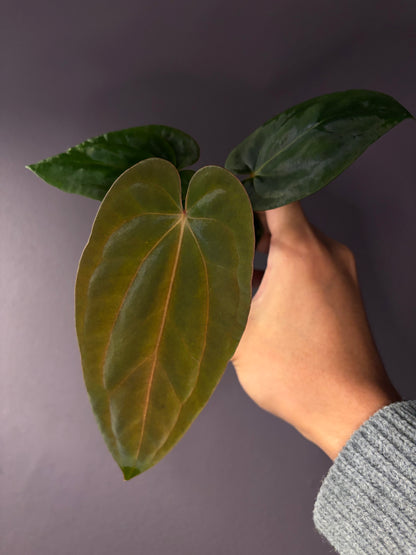 Anthurium Antolakii/BVEP (Round × Felix) × Papi (RL × FS)