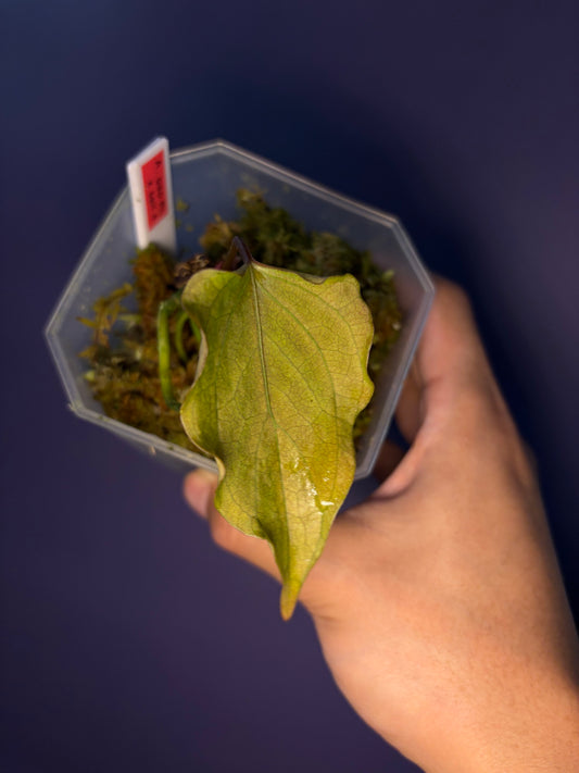 Anthurium papillilaminum ‘Ralph Lynam’ × self (selected #4)