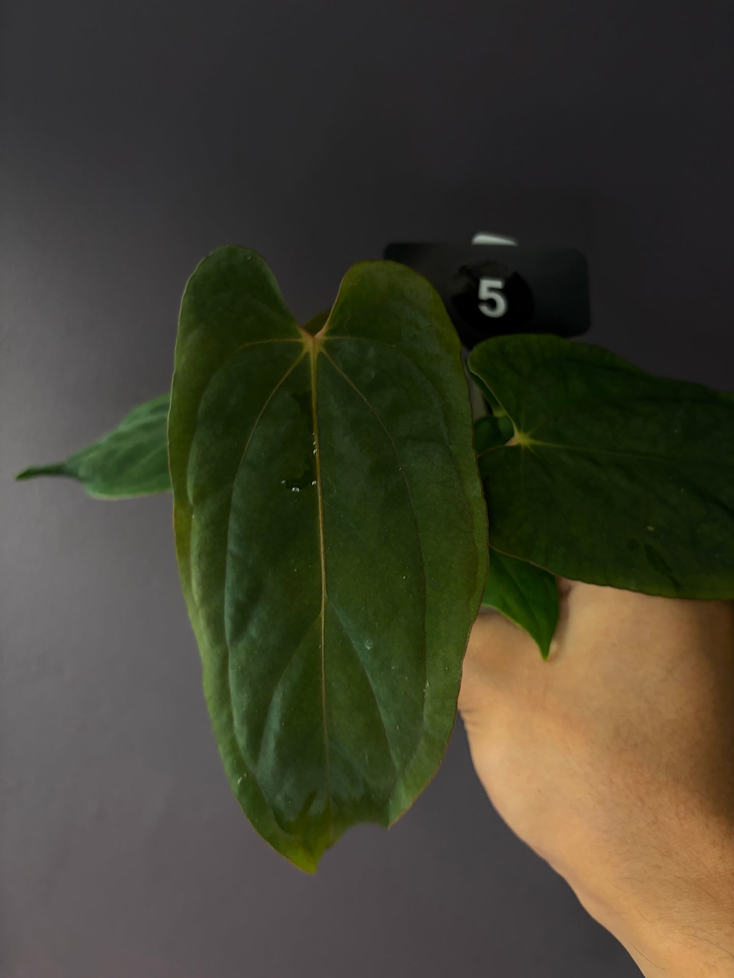 Anthurium ‘Midnight Velvet’ × antolakii ‘Tezula’