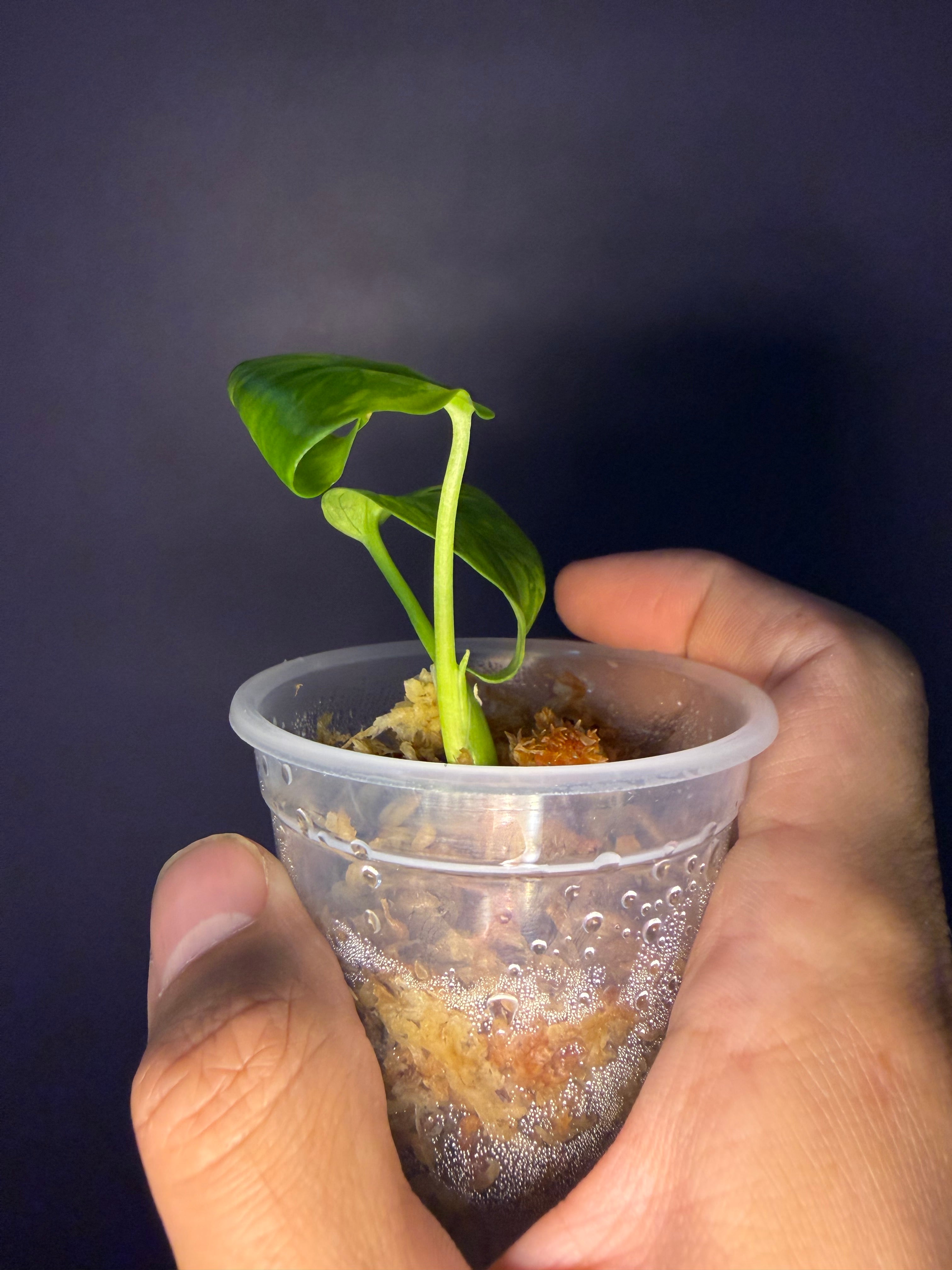 Monstera King Electro Light – Secret Foliage