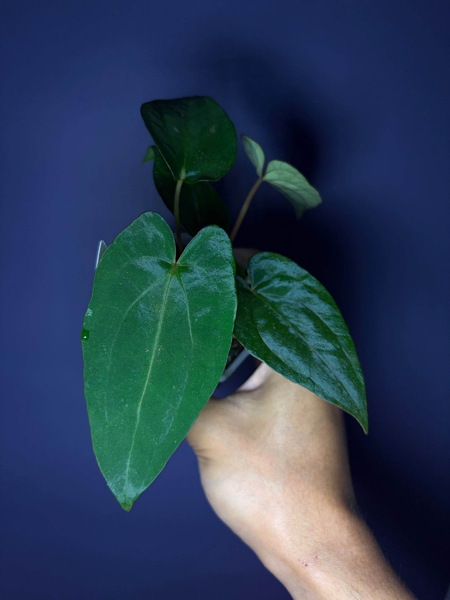 Anthurium dressleri RG F2 × RVDP