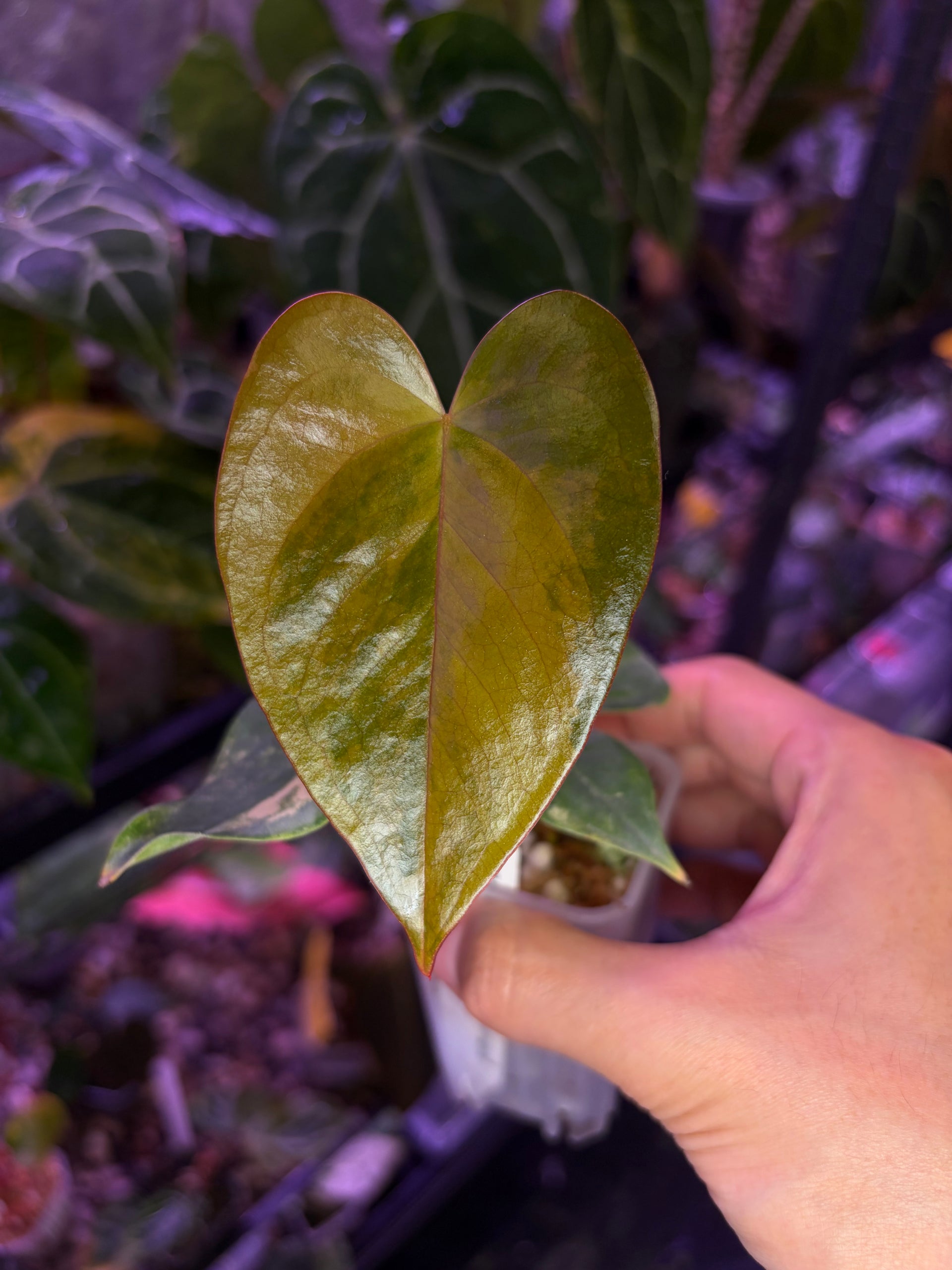 Anthurium andreanum hybrid variegata – Secret Foliage