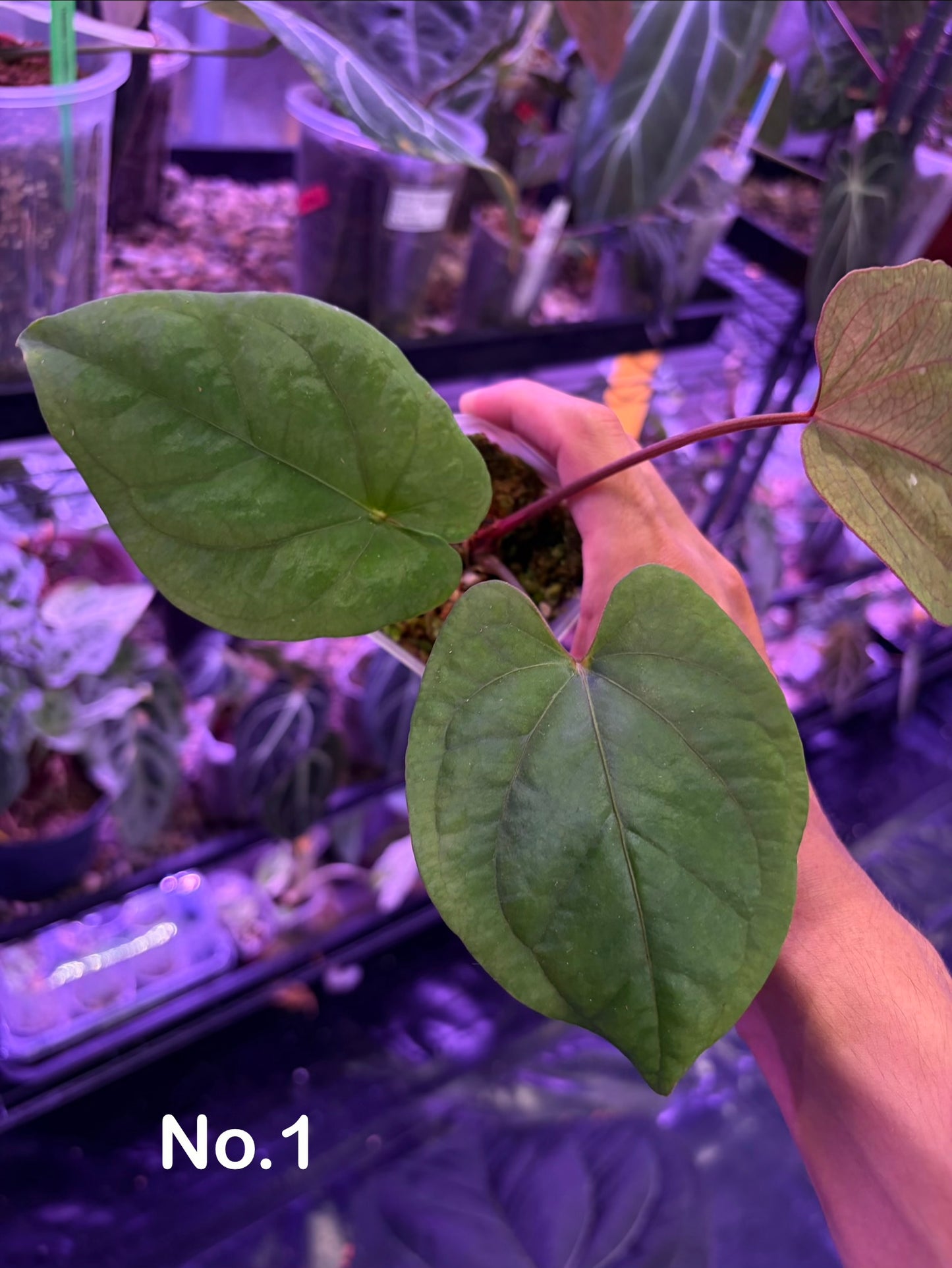 Anthurium ‘Red Vein Dark Phoenix’ × kunayalense