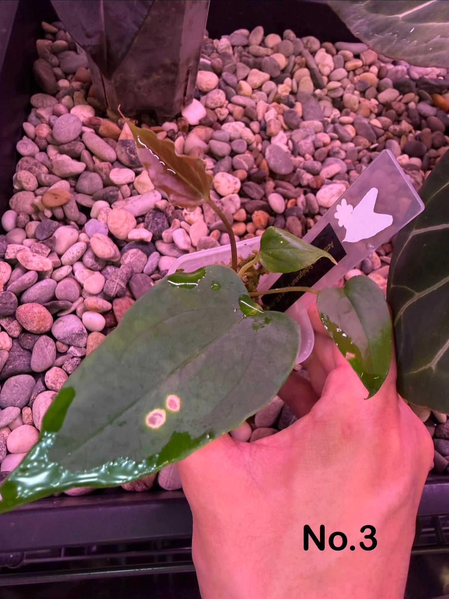Anthurium subsignatum velvet × papillilaminum ‘Ralph Lynam’
