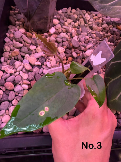 Anthurium subsignatum velvet × papillilaminum ‘Ralph Lynam’