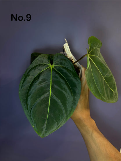 Anthurium Eastern Dressleri × Carlablackiae