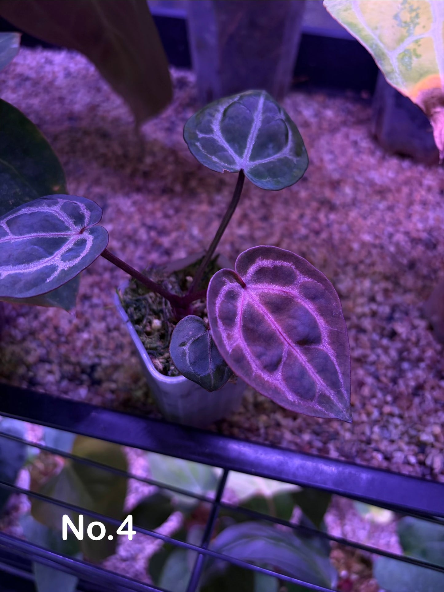 Anthurium Red Crystallinum [Mathiux] F2