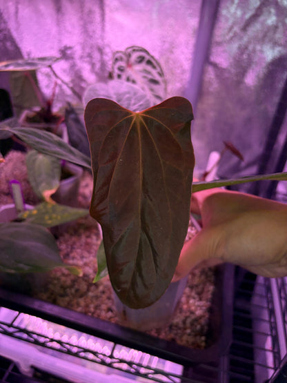 Anthurium (‘Papi Ree Gardens’ × ‘Eastern Dressleri’) × papillilaminum (FS×RL) (JV)