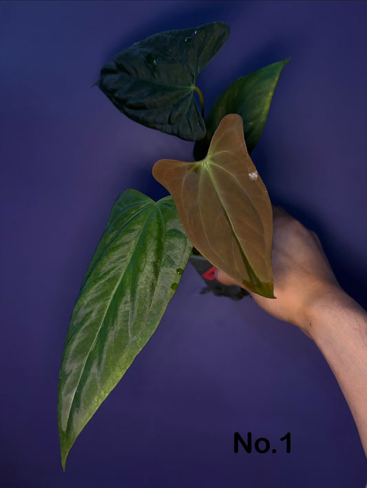 Anthurium ‘Goliath’ × Indo portillae