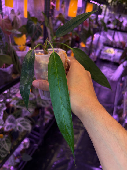 Anthurium Wendlingeri