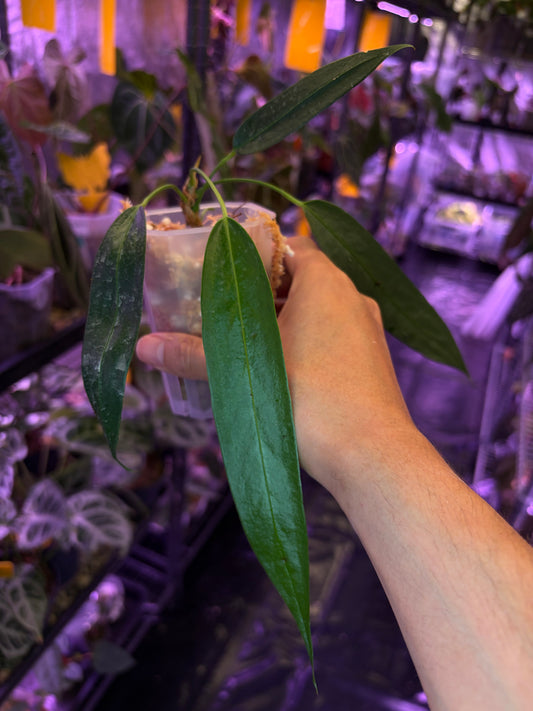 Anthurium Wendlingeri