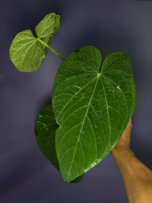 Anthurium rotolanteum - clone