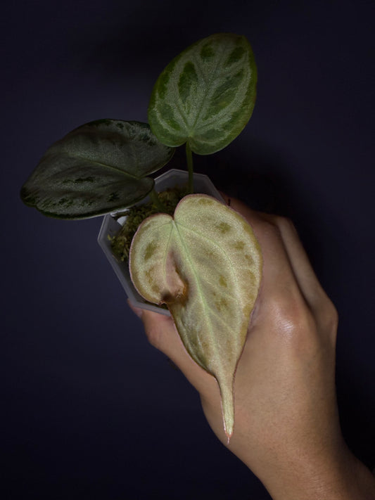 Anthurium Silver blush (full silver selected)