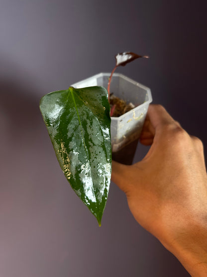 Anthurium ‘Black Sweet’ SF2