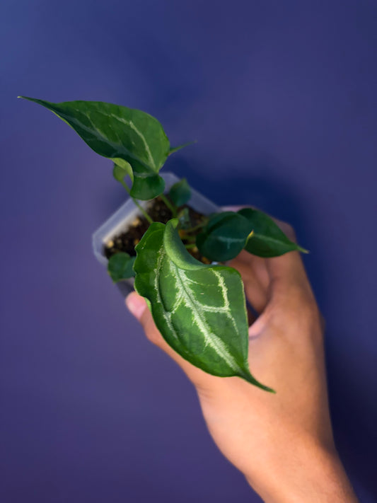 Anthurium ‘Raijin’ (Muchlis × Forgetii) × subsignatum