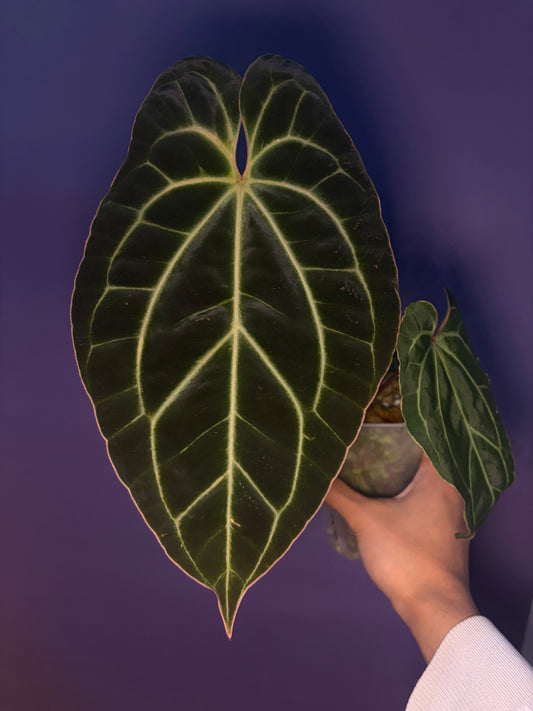 Anthurium besseae aff.