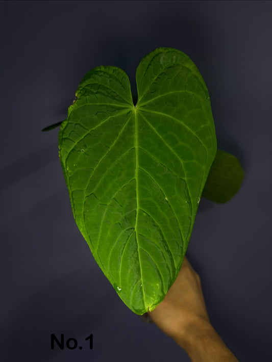 Anthurium rotolanteum - clone