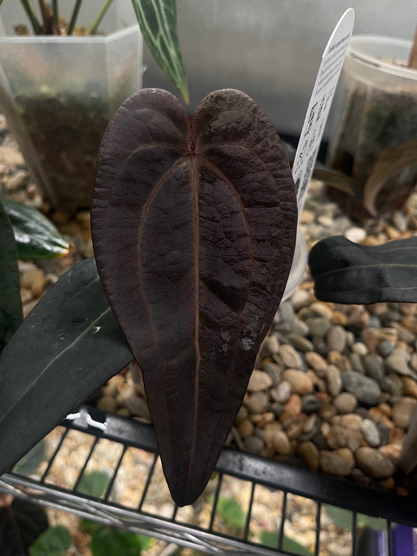 Docblock Red velvet cake ‘24’ x Home, sweet home ‘32’ (selected #1)