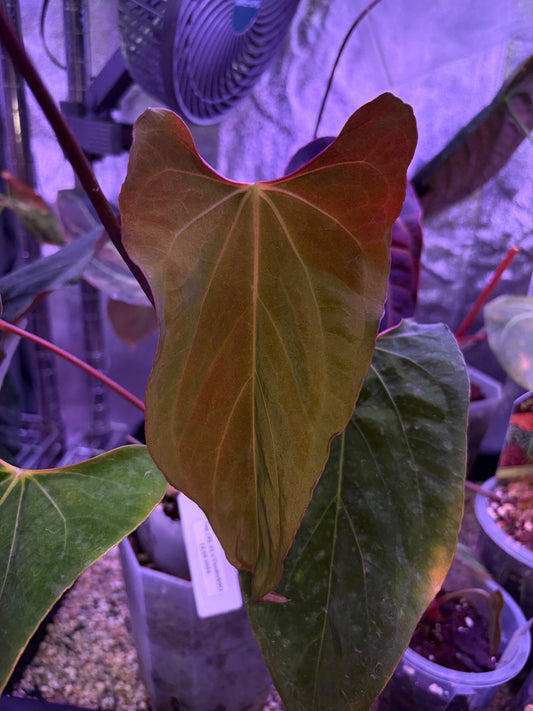 Anthurium papilliaminum 'Ralph Lynam' S1 #2