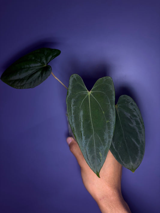 Anthurium papillilaminum ‘Daniel’ - OG clone