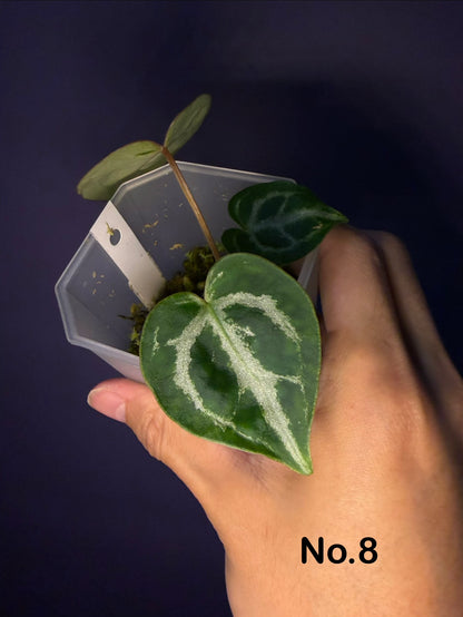 Anthurium ‘Raijin’ (Muchlis × Forgetii) × Michelle