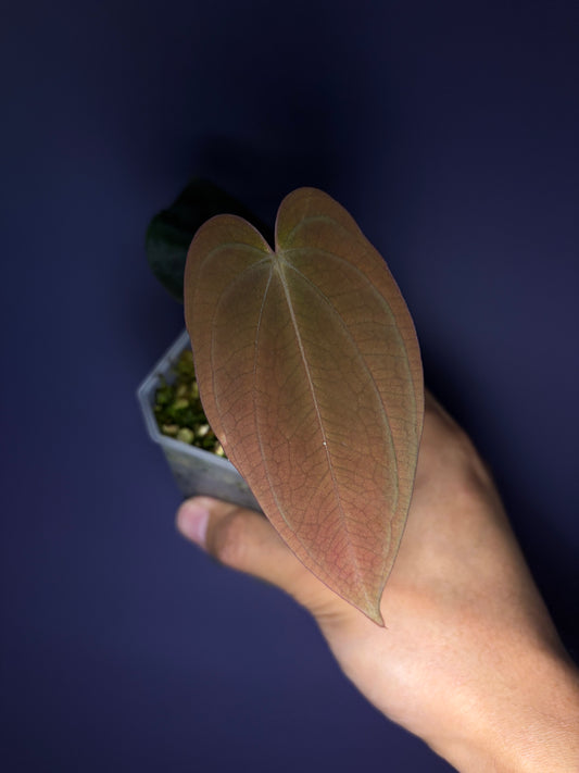 Anthurium BVEP (OG2 × OG1) - clone