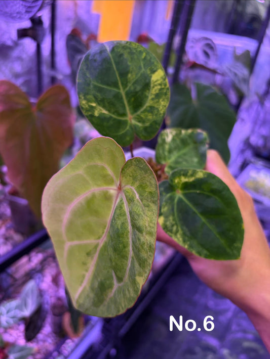 Anthurium papillilaminum var. × carlablackiae