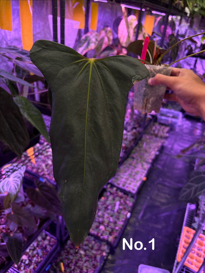 Anthurium ‘Black war’ - Indo Aroid clone