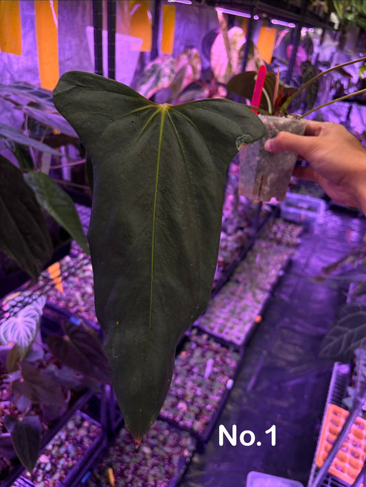 Anthurium ‘Black war’ - Indo Aroid clone